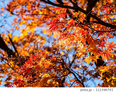 秋晴れに映える鮮やかに色づいた紅葉 122396741