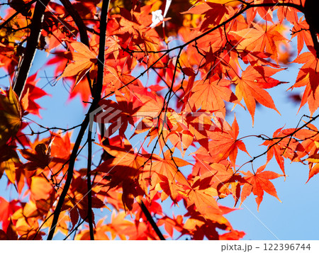 秋晴れに映える鮮やかに色づいた紅葉 122396744