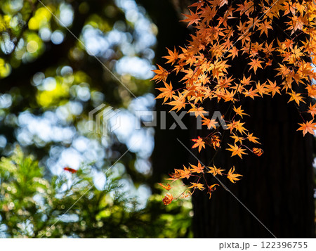 秋晴れに映える鮮やかに色づいた紅葉 秋晴れに映える鮮やかに色づいた紅葉 122396755