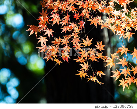 秋晴れに映える鮮やかに色づいた紅葉 秋晴れに映える鮮やかに色づいた紅葉 122396759