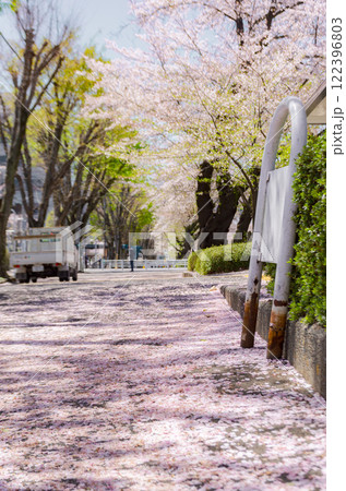 花が散り始めた満開の桜並木 122396803