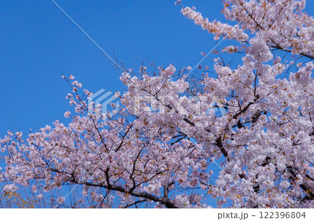 春の晴れた日、満開の桜 122396804