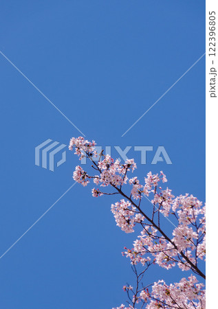 空に向かって伸びる桜の枝 122396805