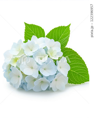 A cluster of light blue and white hydrangea flowers with vibrant green leaves, isolated on a white background. Represents beauty, freshness, and summer. Suitable for greeting cards, invitations 122396957