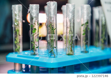 in vitro collection of transgenic potato plant and original varieties. tissue culture laboratory in vitro collection of transgenic potato plant and original varieties. tissue culture laboratory 122397146