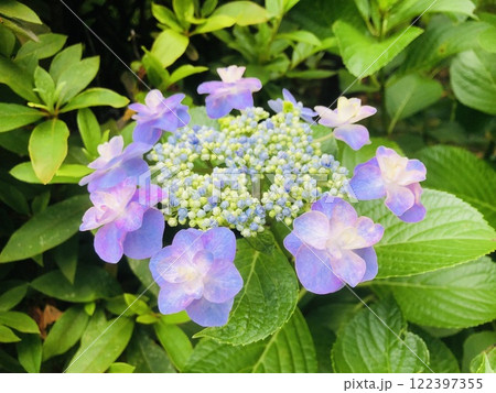 ガクアジサイ 梅雨 花 紫陽花 ガクアジサイ 梅雨 花 紫陽花 122397355