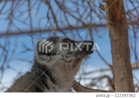 Animals. Lemur close - up on a blurry background. 122397362