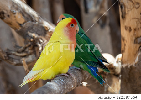Two parrots with green and yellow colors are sitting on a branch. Blurry background Two parrots with green and yellow colors are sitting on a branch. Blurry background 122397364