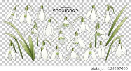 Set of isolated Snowdrop. Cute flower illustration in hand drawn style. White and green color tones on a transparent background. Set of isolated Snowdrop. Cute flower illustration in hand drawn style. White and green color tones on a transparent background. 122397490