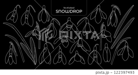 Set of isolated Snowdrop. Cute flower illustration in hand drawn style. White outline on a black plain background. Set of isolated Snowdrop. Cute flower illustration in hand drawn style. White outline on a black plain background. 122397493