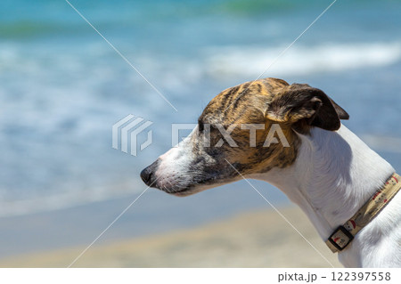 graceful Whippet with a brindle coat stands by the sea 122397558