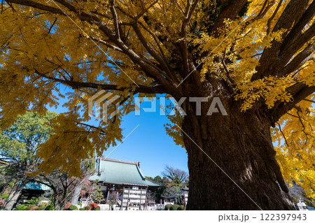 遊行寺の大銀杏 122397943