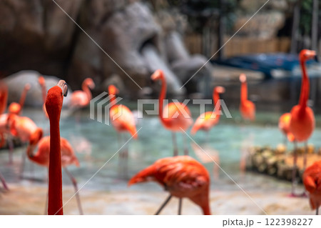 Closeup of a bunch of flamingos in a small lake 122398227