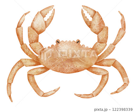 Watercolor Crab illustration. Drawing of marine crustacean in orange tones for invitations or greeting cards in nautical style. Art of sea animal for childish design on isolated background. 122398339