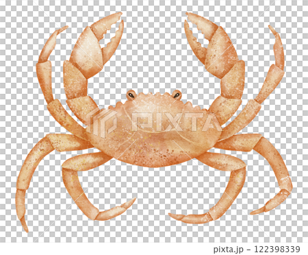 Watercolor Crab illustration. Drawing of marine crustacean in orange tones for invitations or greeting cards in nautical style. Art of sea animal for childish design on isolated background. 122398339