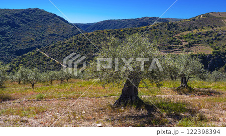 Olives Trees Plantation, Spain 122398394
