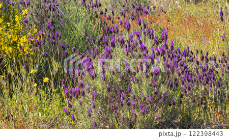 Flowering Lavander Wildflower Background 122398443
