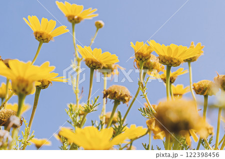 Close up defocused yellow flowers on blue sky background with copy space, low angle view and motion blur Close up defocused yellow flowers on blue sky background with copy space, low angle view and motion blur 122398456