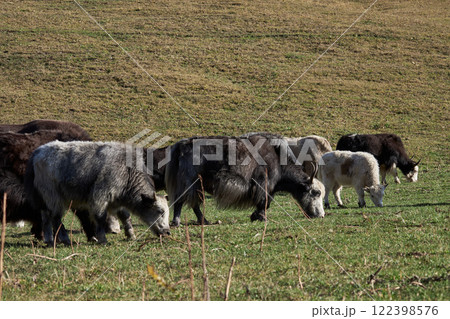 A herd of yaks grazing in a meadow, free range without a shepherd. Kyrgyzstan animals, autumn day. A herd of yaks grazing in a meadow, free range without a shepherd. Kyrgyzstan animals, autumn day. 122398576