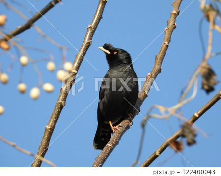 木の枝に止まるハッカチョウ 木の枝に止まるハッカチョウ 122400043