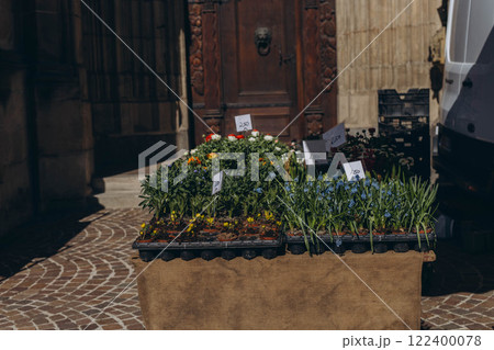 Seedlings of tulips and various flowers are available for sale at the spring market Seedlings of tulips and various flowers are available for sale at the spring market 122400078