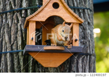 A squirrel sits on the edge of a wooden feeder, holding food in its paws. A squirrel sits on the edge of a wooden feeder, holding food in its paws. 122400197