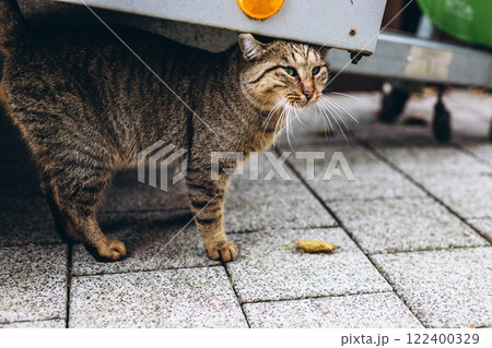 Beautiful gray cat in the city, sitting near a house, enjoying the urban surroundings 122400329