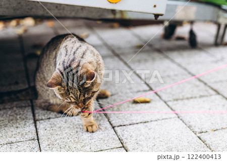Beautiful gray cat in the city, sitting near a house, enjoying the urban surroundings Beautiful gray cat in the city, sitting near a house, enjoying the urban surroundings 122400413