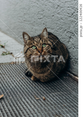 Beautiful gray cat in the city, sitting near a house, enjoying the urban surroundings Beautiful gray cat in the city, sitting near a house, enjoying the urban surroundings 122400416