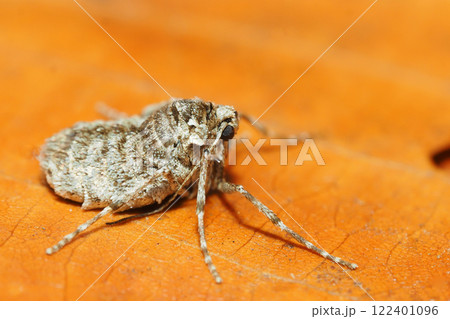 フユシャクの一種（メス・成虫） 122401096