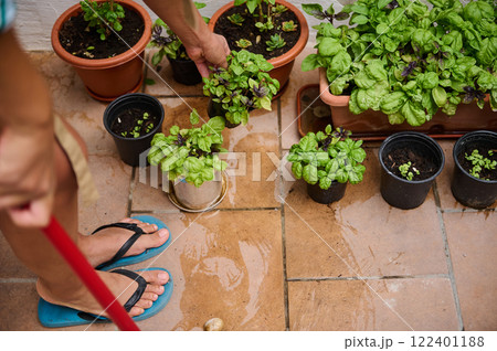 Person Tending Potted Herbs and Plants on Outdoor Garden Patio 122401188