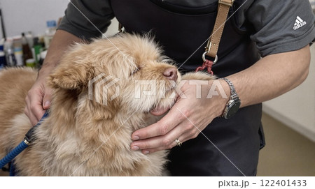 A Professional Dog Grooming Session is Currently in Progress and Underway at the Salon 122401433