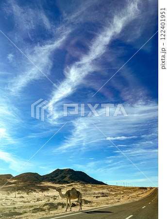砂漠と野生のラクダ 122401951