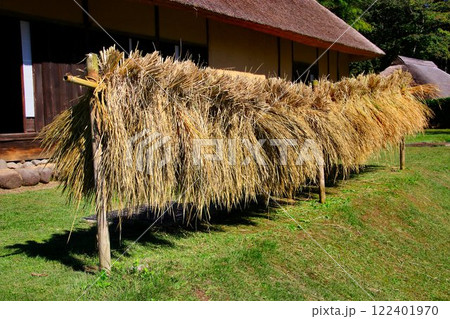 茅葺屋根の農家の庭に立つ…『稲架掛け』 122401970