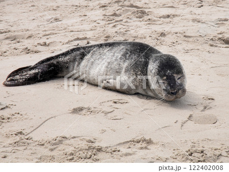 Seal on the sand on the shore of the North sea. 122402008