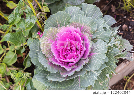 Fresh violet Cabbage plant leaves. Bed of ornamental cabbage Fresh violet Cabbage plant leaves. Bed of ornamental cabbage 122402044