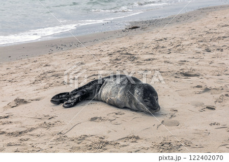Seal on the sand on the shore of the North sea. 122402070