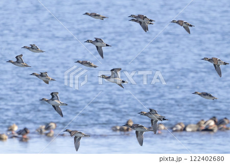飛翔するトモエガモの群れ 122402680