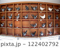 racing pigeon standing in wooden box inside of homing pigeon loft 122402792