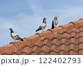 group of homing pigeon standing on home roof 122402793