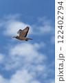 grizzle homing pigeon flying against cloudy sky 122402794