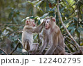 female monkey and her baby sitting on branch at khao yai national park thailand 122402795