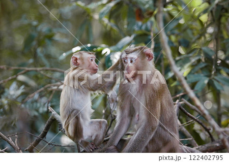 female monkey and her baby sitting on branch at khao yai national park thailand female monkey and her baby sitting on branch at khao yai national park thailand 122402795