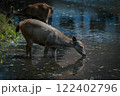 wild sambar deer drinking water at khao yai national park thailand 122402796