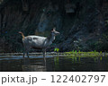 female sambar deer standing in fresh water canal at khao yai national park thailand 122402797