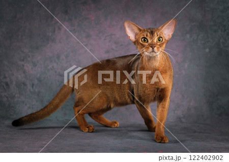 A ginger Abyssinian cat poses against a beautiful background in a photo studio. A ginger Abyssinian cat poses against a beautiful background in a photo studio. 122402902