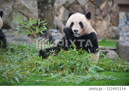 おいしそうに竹を食べる梅浜 おいしそうに竹を食べる梅浜 122403114