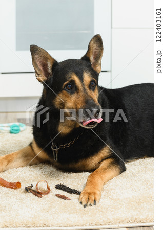 German shepherd licking lips near treats German shepherd licking lips near treats 122403161