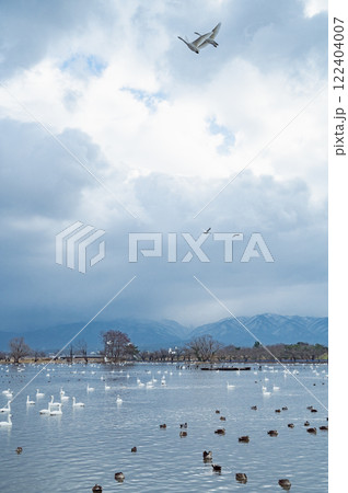 新潟 朝の瓢湖(阿賀野市) 新潟 朝の瓢湖(阿賀野市) 122404007