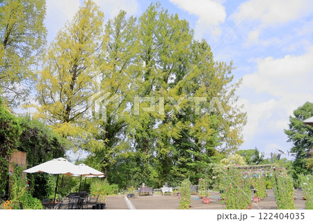 夏の植物園　色づくメタセコイアの木 122404035